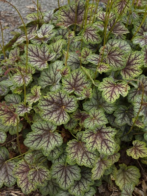 HEUCHERA Green Spice